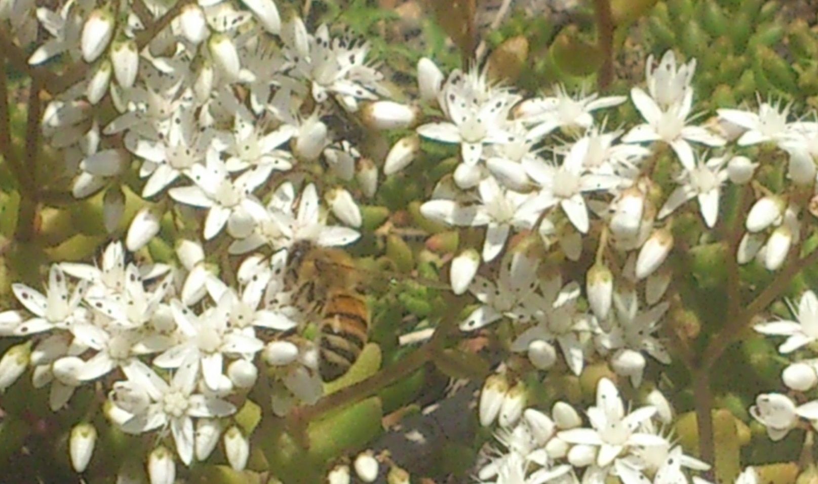 abeille-sedum.jpg