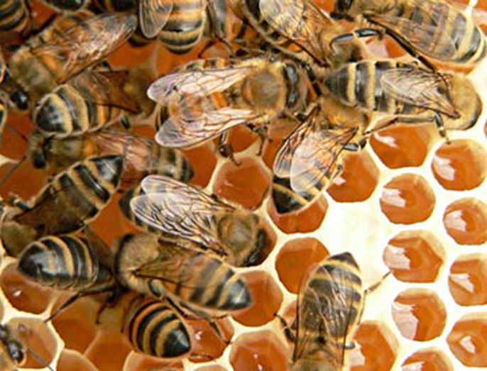tapis d'abeilles